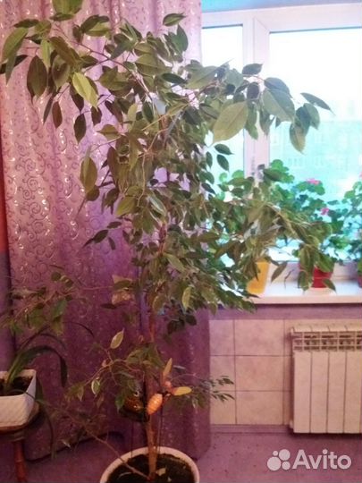 Кротон.шефлера.фикус