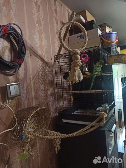 Ожереловый попугай мальчик