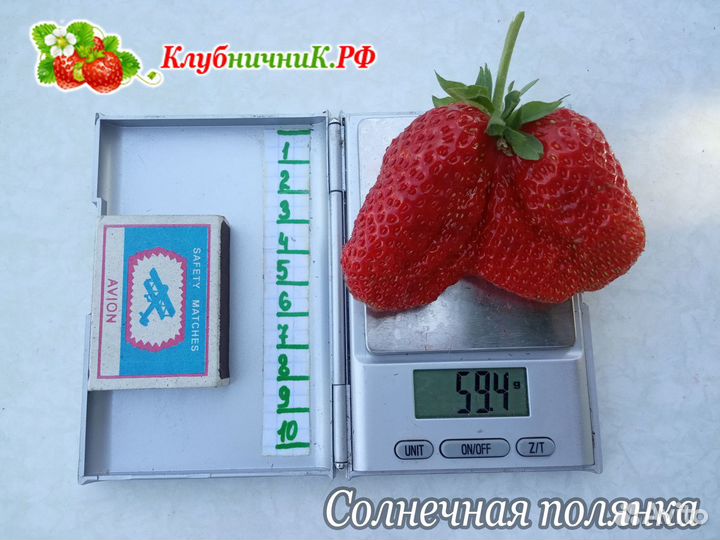 Рассада клубники (крупноплодной земляники садовой)