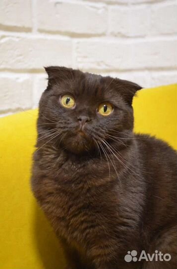 Шотландская вислоухая кошка