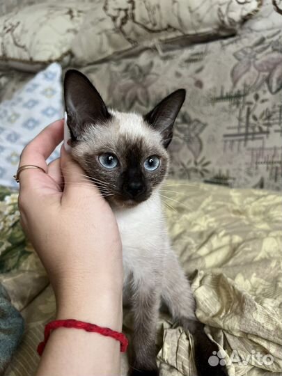 Сиамские котята