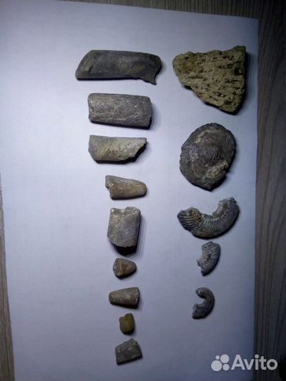 Белемниты аммониты(Чертов палец, Зуб дракона)