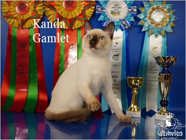 Породистый тайский котенок из питомника