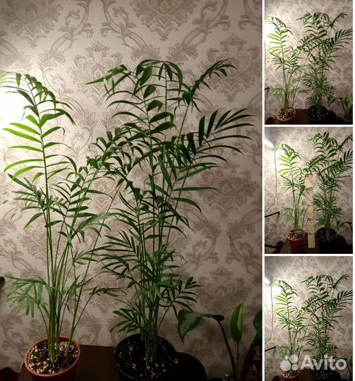Пальма арека и хамедорея