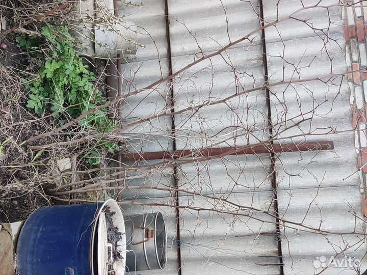 Саженцы унаби