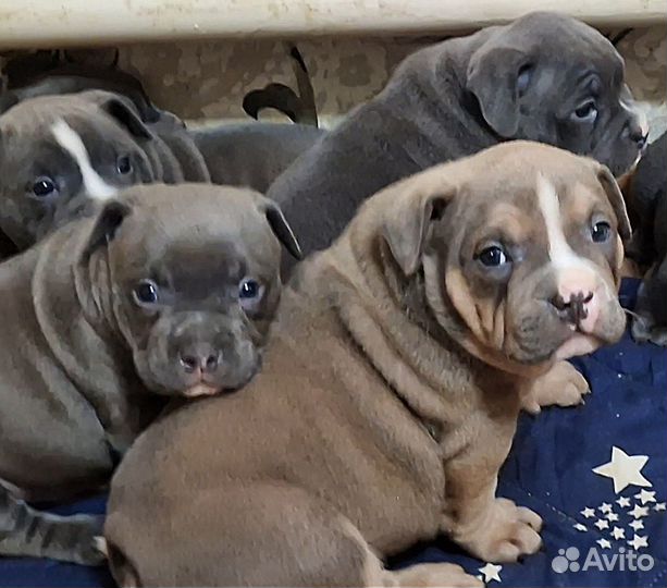 Американский булли стандарт