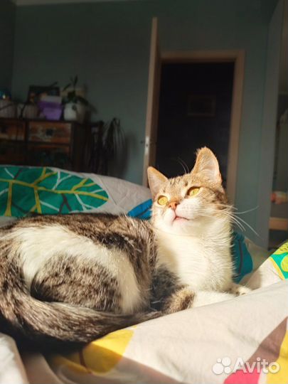 Солнечная Асечка