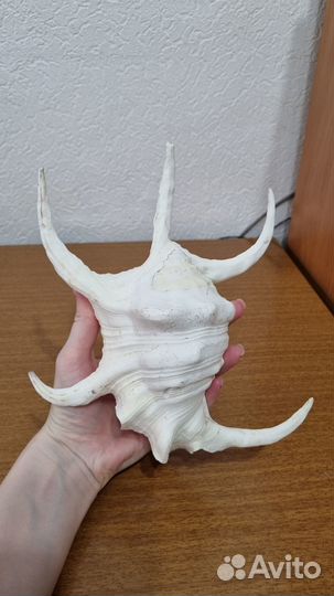 Ракушка в аквариум