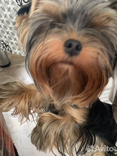 Йоркширский терьер вязка мальчик