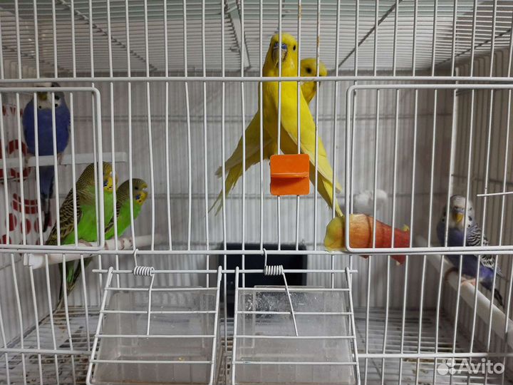 Волнистые попугаи и клетки