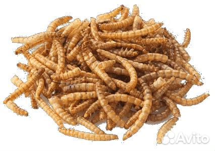 Кормовые насекомые