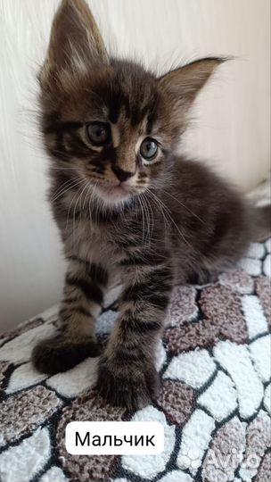 Котята мейн-кун