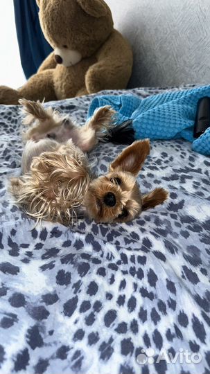 Вязка Йорк мини