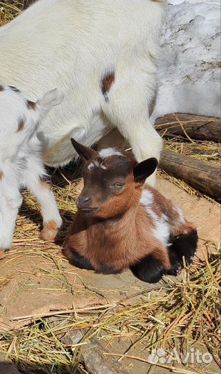 Камерунская козочка и козлик. Чп