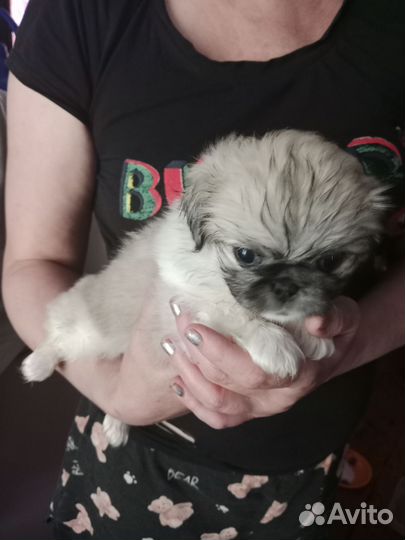 Щенки пекинеса
