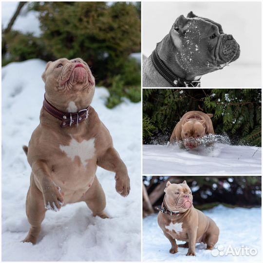 Фотограф анималист