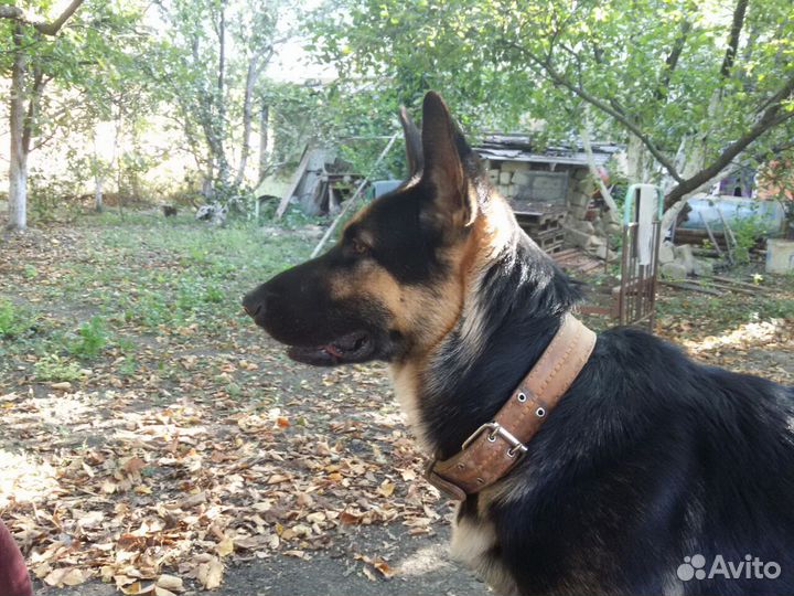 Кобель для вязки восточноевропейская овчарка