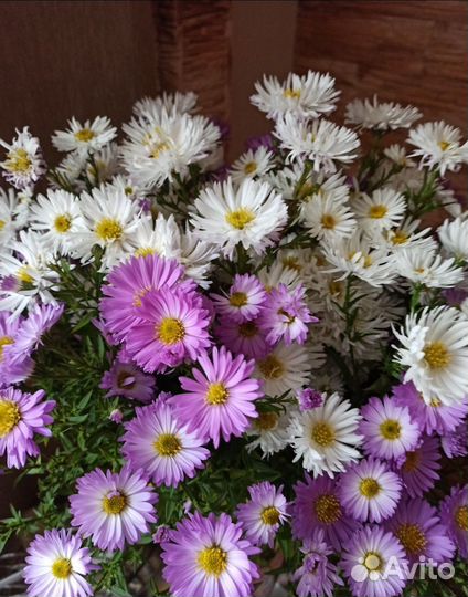 Астры октябринки