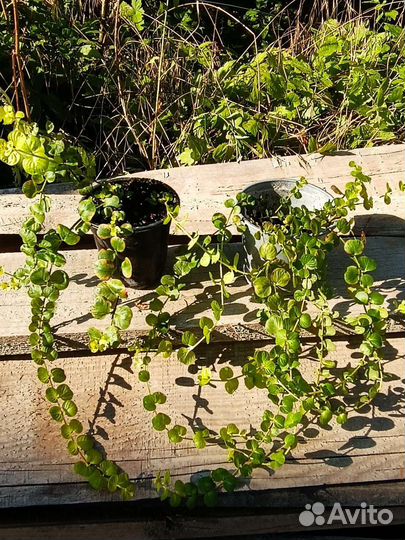 Вербейник монетчатый