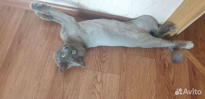 Нибелунг вязка