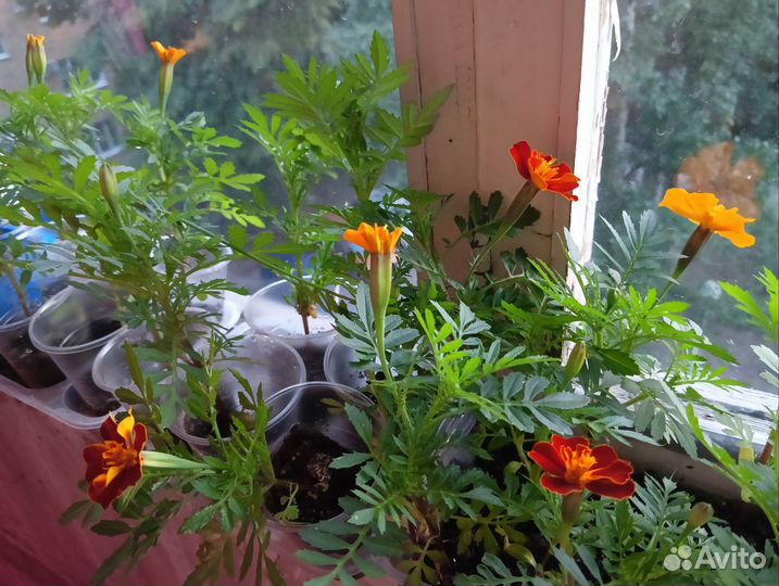 Рассада бархатцы