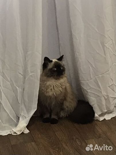 Кот мальчик