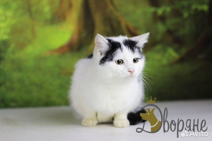 Красавица Снежка