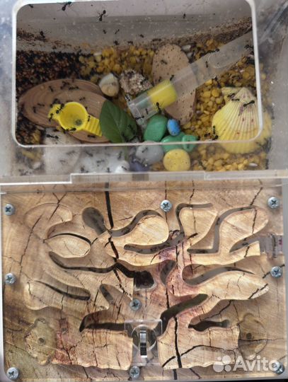 Муравьиная ферма с муравьями