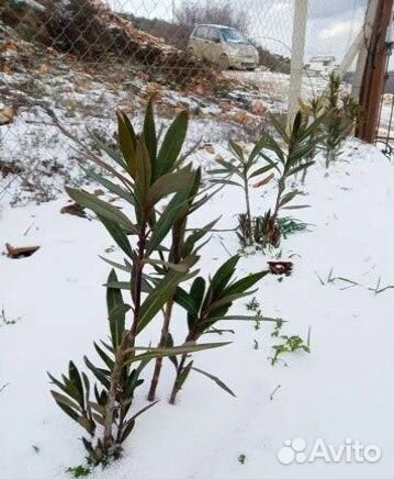 Олеандр морозостойкий