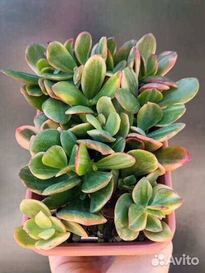 Crassula Hummels Ghost