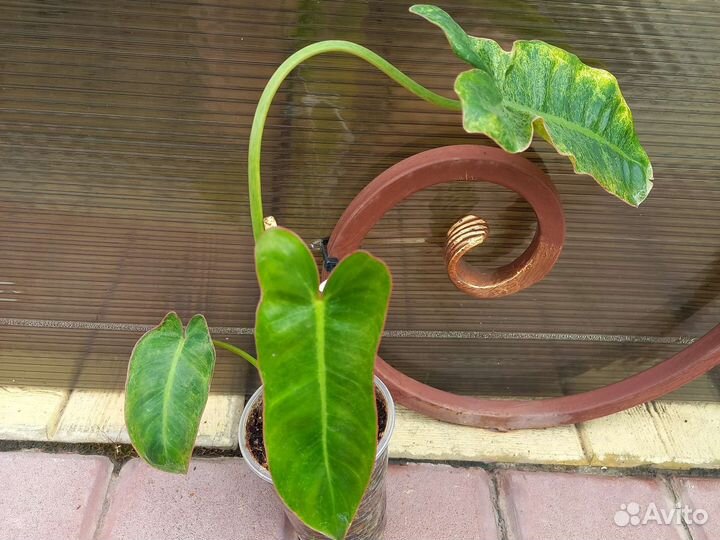 Домашние цветы 7