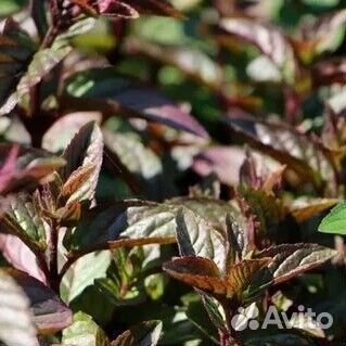 Пряные травы, мята, шалфей, тимьян, душица и т.д