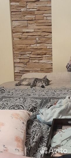 Котята в добрые руки бесплатно мальчик