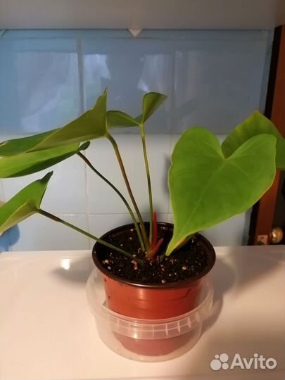 Антуриум и еще