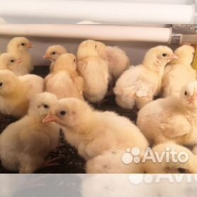 Купить Бройлерных Цыплят На Авито В Красноярске