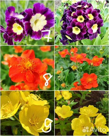 Многолетние цветы для сада 1