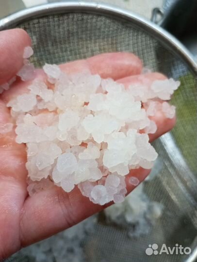 Индийский морской рис (зооглея/грибок)