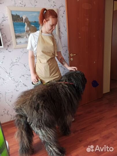 Услуги кинолога