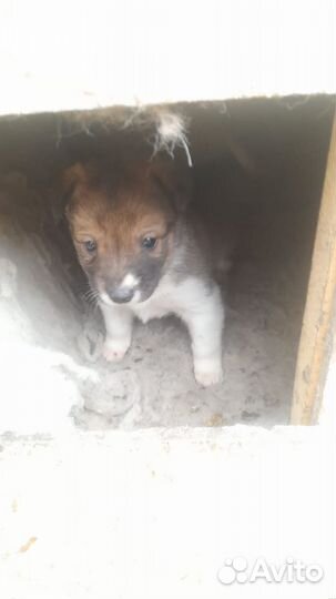 Отдам щенков в добрые руки