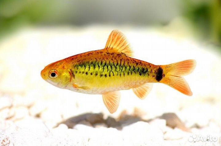 Барбус Шуберта. Аквариумная рыбка