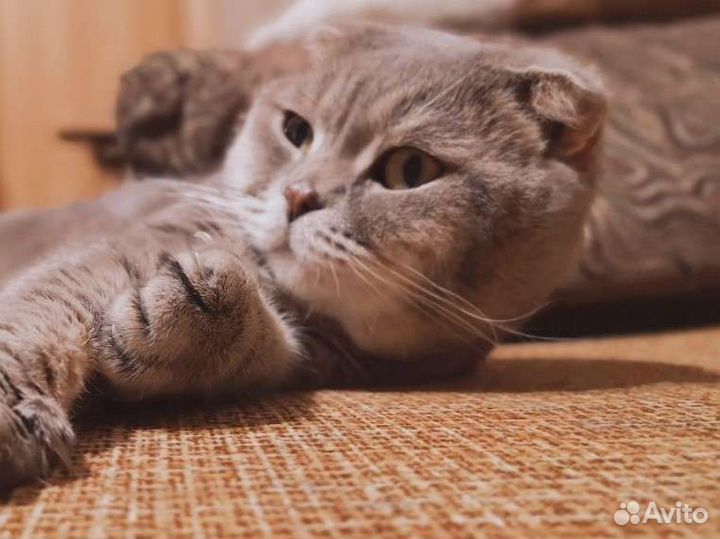 Ищу жену Шотландский вислоухий кот для вязки