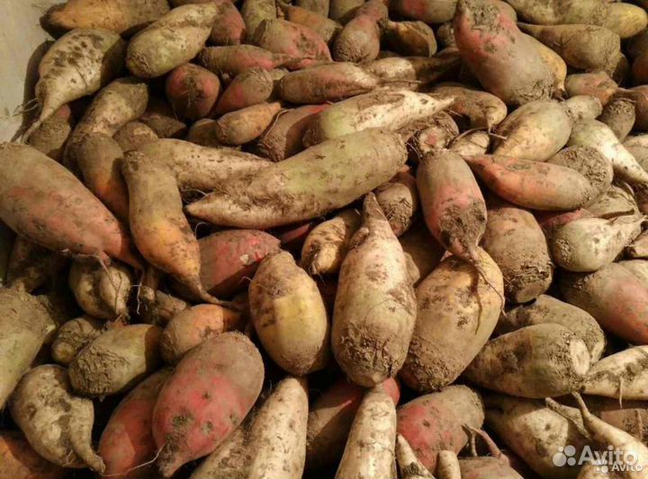 Продам свеклу