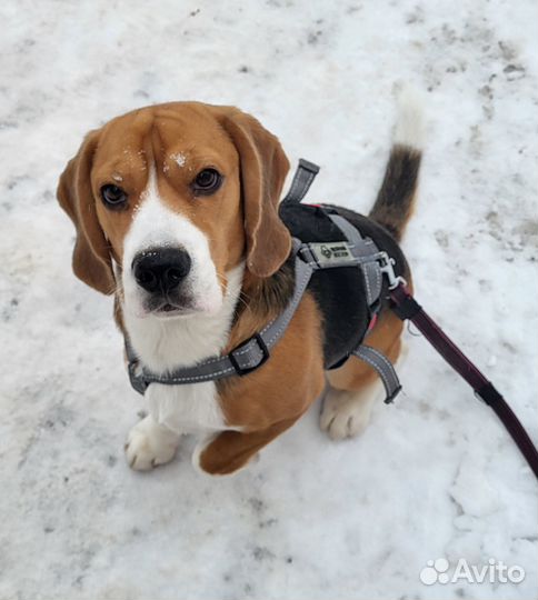 Бигль вязка