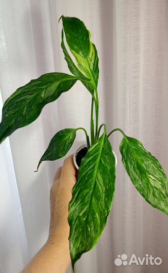 Спатифилум Джемени