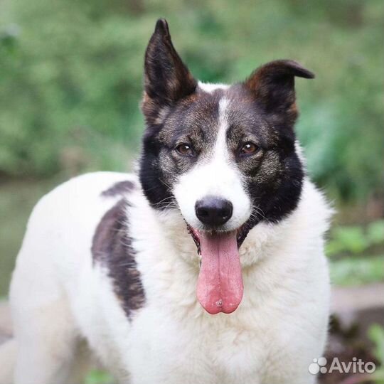 Собака в добрые руки