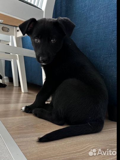 Щенок в добрые руки