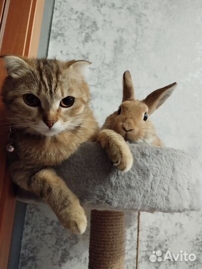 Декоративные кролики