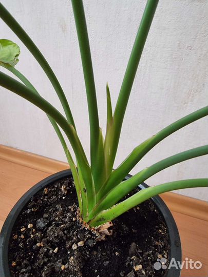 Стрелиция регина