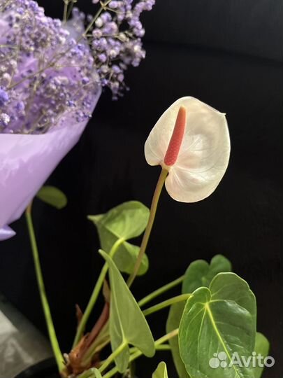 Антуриум белый