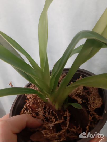 Продам орхидею Phragmipedium Sedenii hybrid